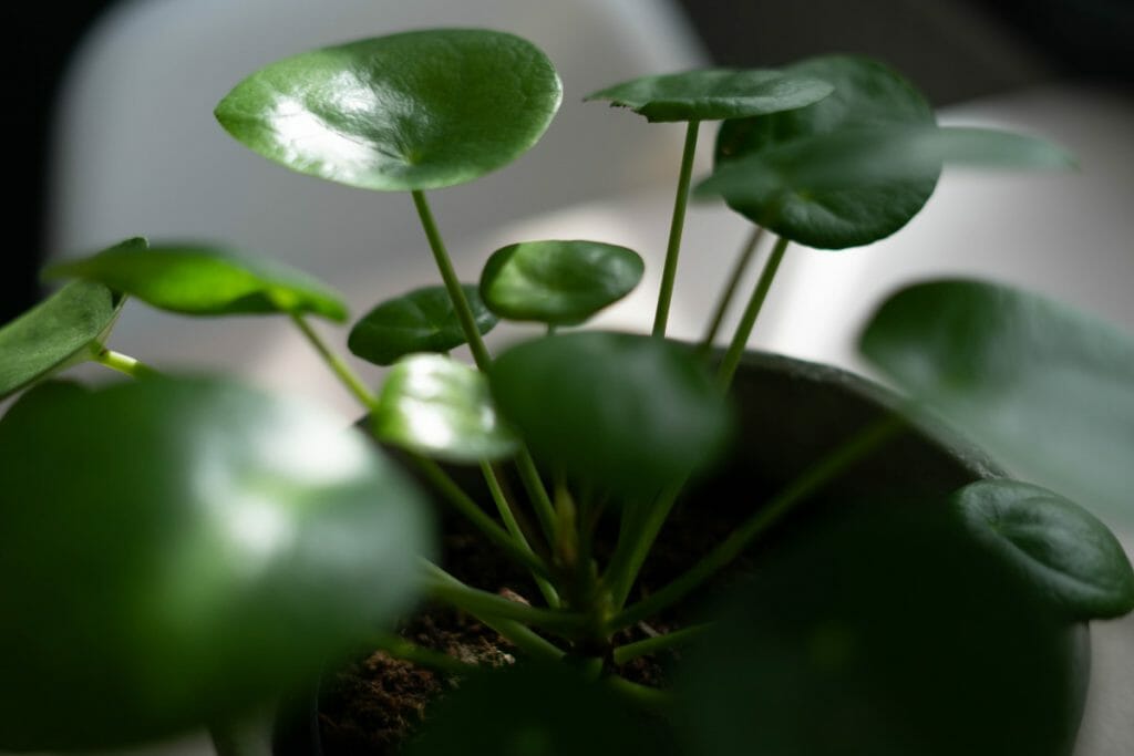 Wohnen mit Pflanzen: Gestaltungstipps für Pflanzen im Wohnzimmer