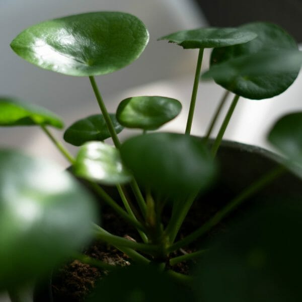 Wohnen mit Pflanzen: Gestaltungstipps für Pflanzen im Wohnzimmer